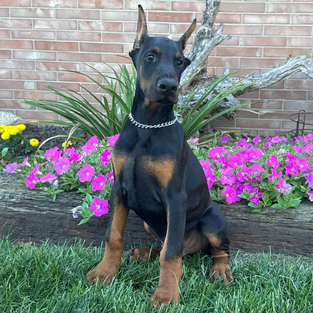 Thor male Dobermann